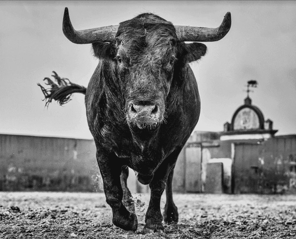 David Yarrow, ‘El Toro’, 2024, Print, Archival Pigment Print, null,