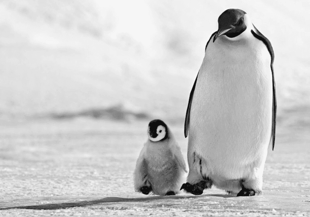 David Yarrow, ‘Father and Son’, 2010, Print, Archival pigment print, null,