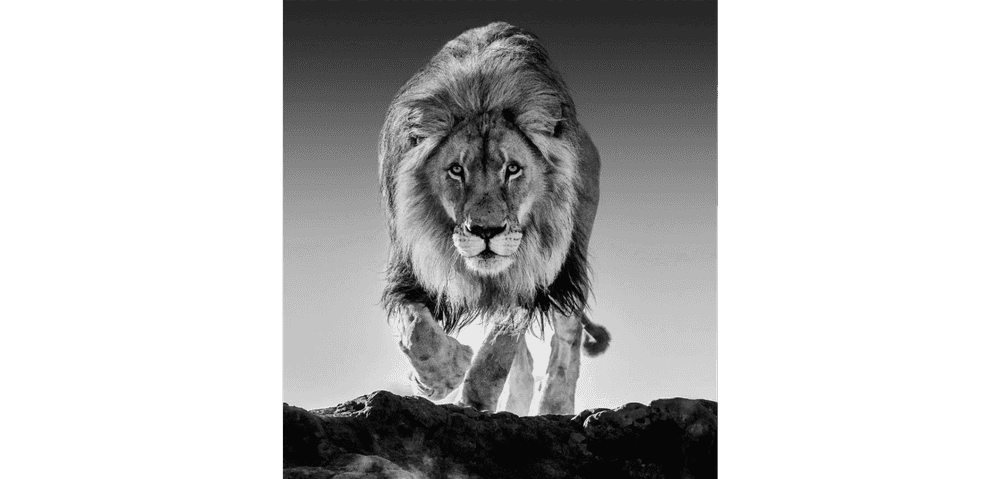 David Yarrow, ‘Genesis’, 2017, Print, Archival Pigment Print, null,