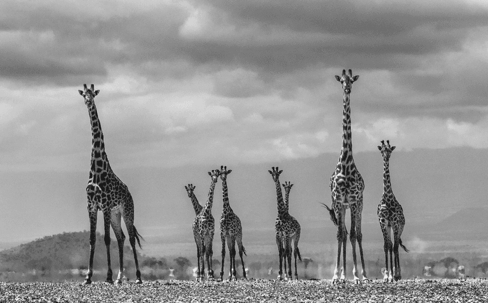 David Yarrow, ‘Giraffe City’, 2016, Print, Archival Pigment Print, null, Numbered