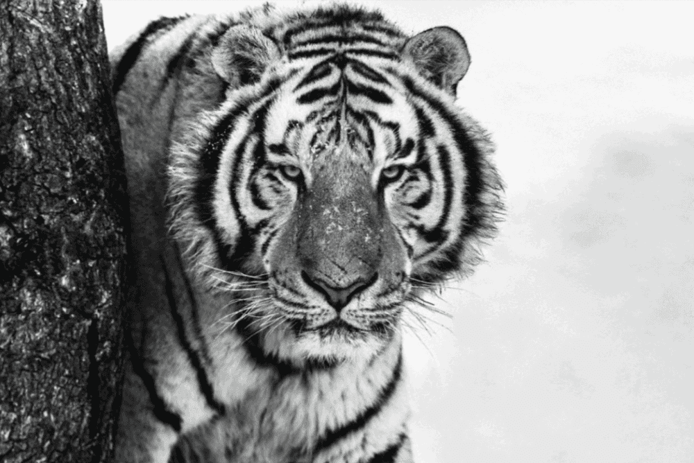 David Yarrow, ‘Good Morning Siberia’, 2018, Print, Archival Pigment Print, null,