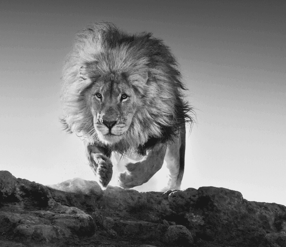 David Yarrow, ‘Hairspray’, 2019, Print, Photographic Print, David Yarrow,
