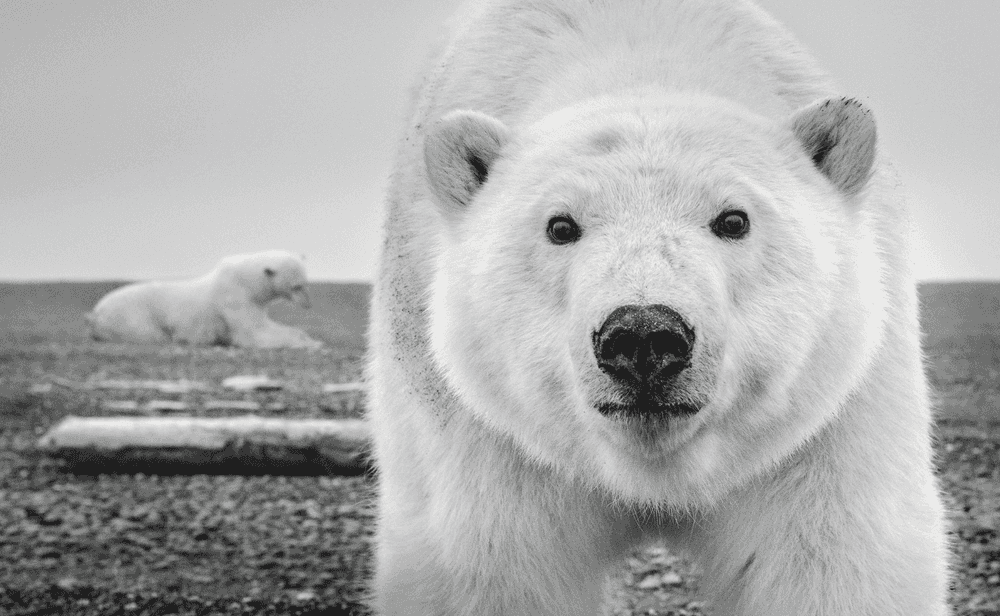 David Yarrow, ‘Hello’, 2015, Print, Archival Pigment Print, null,