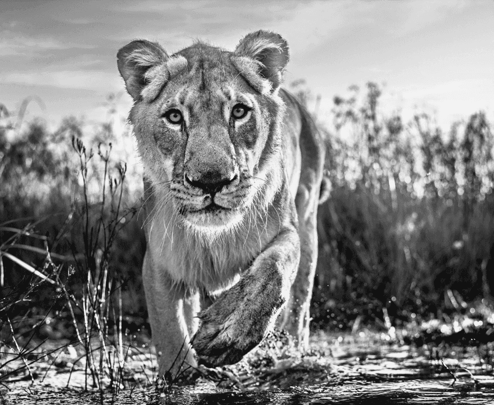 David Yarrow, ‘Intent’, 2020, Print, Archival pigment print, null,