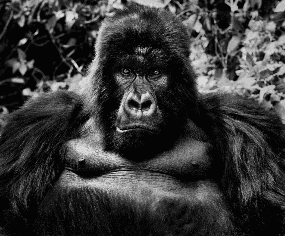David Yarrow, ‘King Kong’, 2011, Print, Digital Pigment Print on Archival 315gsm Hahnemuhle Photo Rag Baryta Paper, null,
