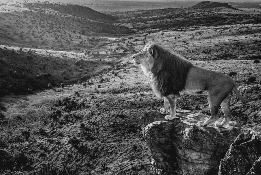 David Yarrow, ‘Pride Rock ’, 2019, Print, Photograph, Museum Glass, null,