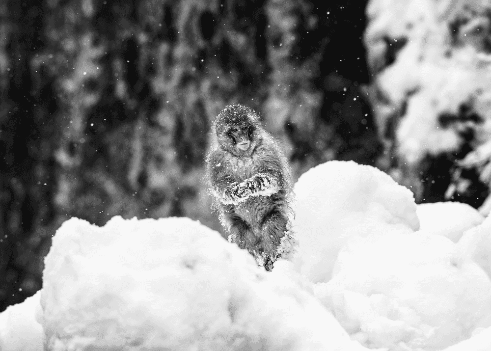 David Yarrow, ‘Shackleton ’, 2018, Print, Archival pigment print, null,