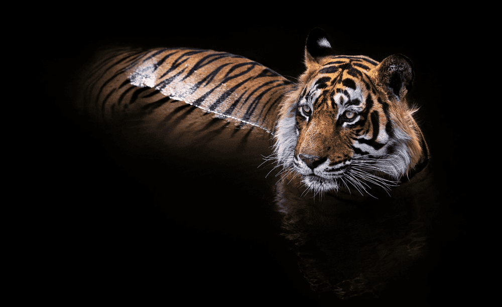 David Yarrow, ‘The Killer (Colour)’, 2020, Print, Archival Pigment Print, null,