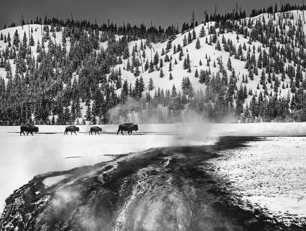 David Yarrow, ‘Yellowstone’, 2021, Print, Archival Pigment Print, null,