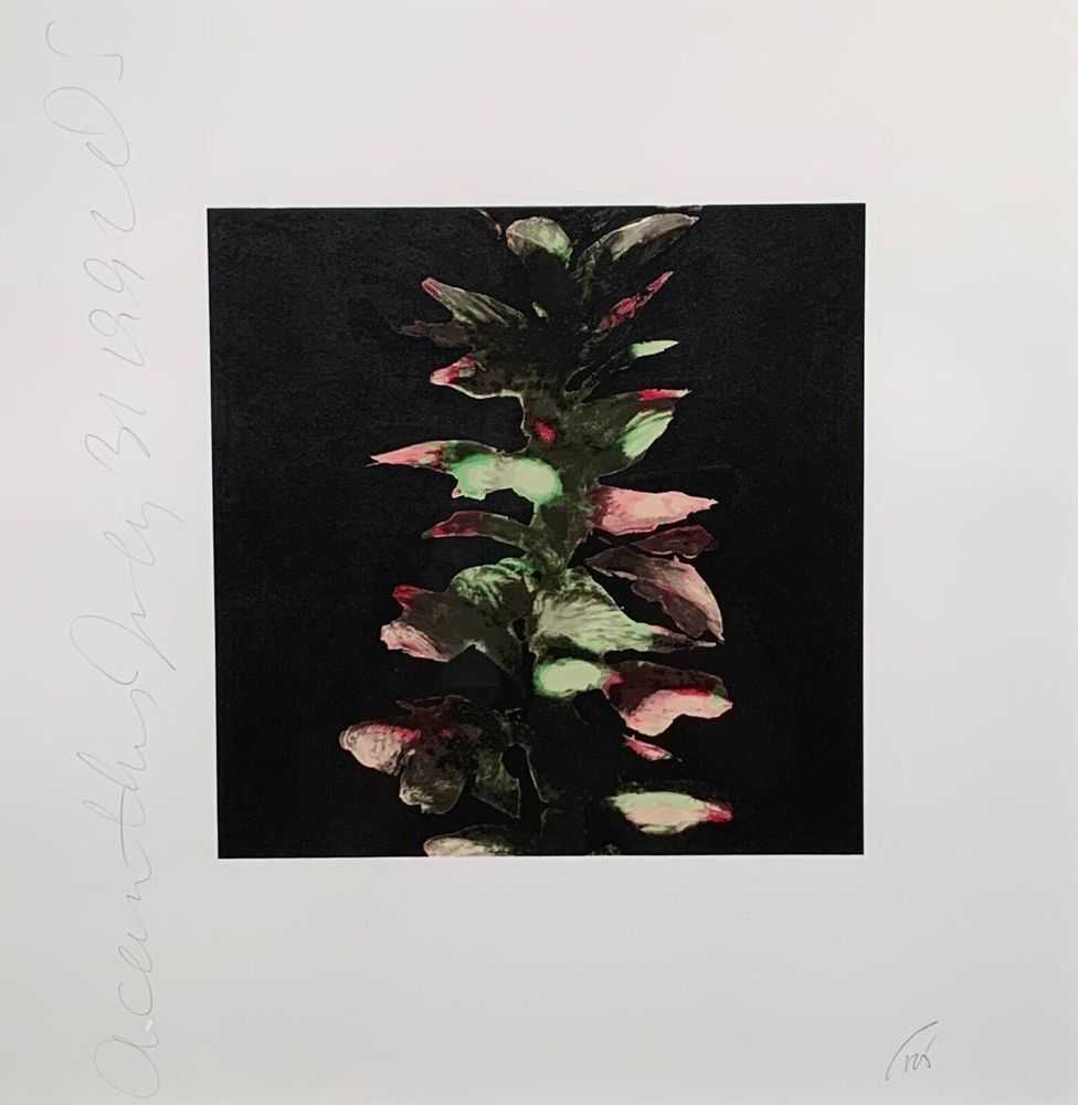 Donald Sultan, ‘Acanthus’, 1994, Print, Screenprint, Parasol Press, Ltd., New York, Numbered, Dated