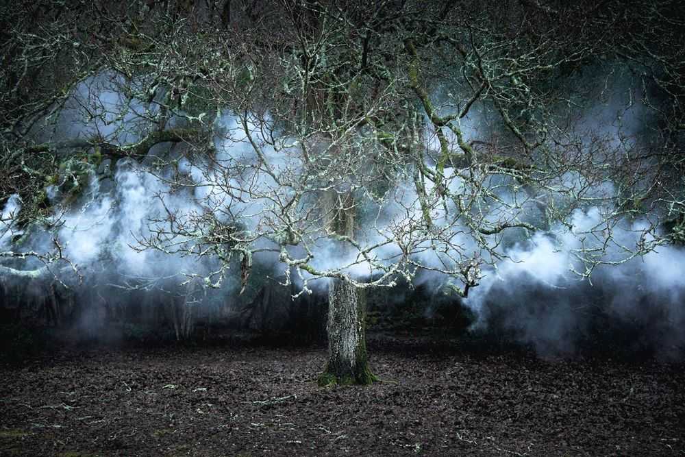 Ellie Davies, ‘Between The Trees 11 (Small)’, 2014, Print, C-Type Lightjet Print, null,