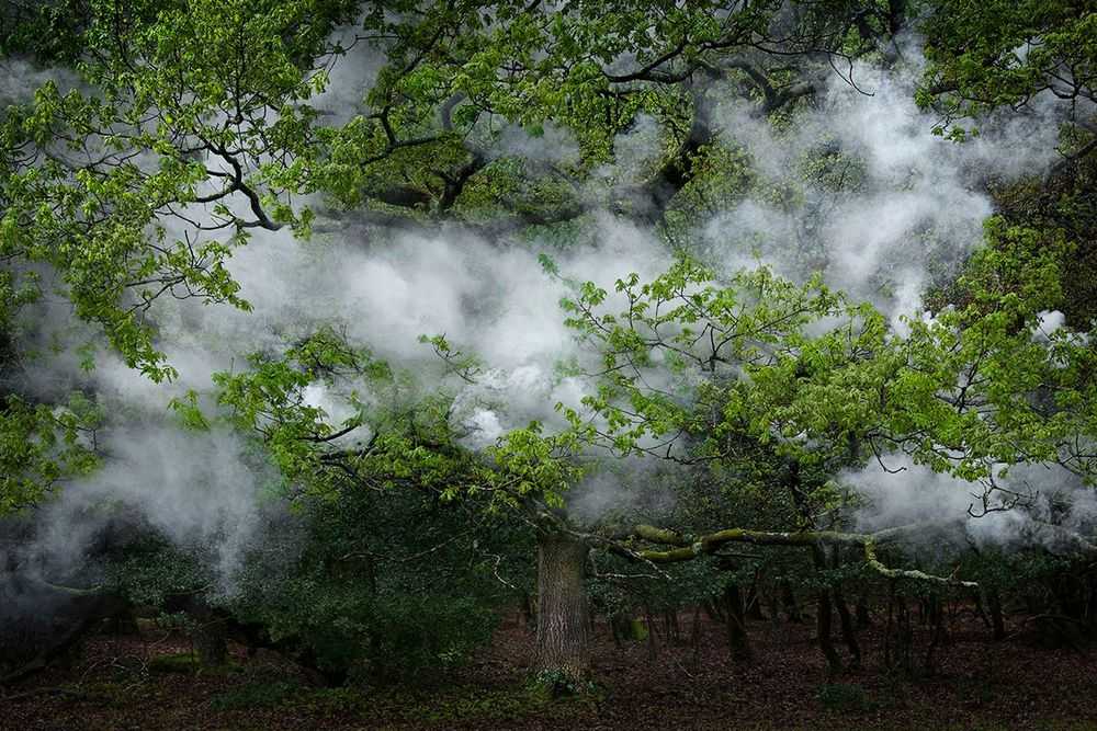 Ellie Davies, ‘Between The Trees 12 (Small)’, 2014, Print, C-Type Lightjet Print, null,