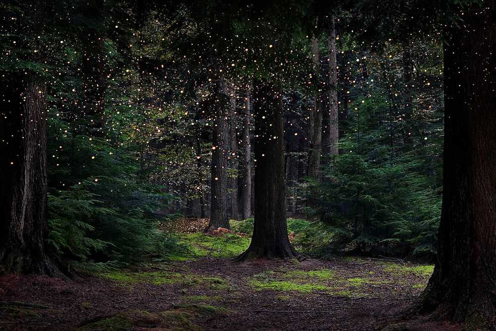 Ellie Davies, ‘Stars 14 (Large)’, 2015, Print, C-Type Lightjet Print, null,
