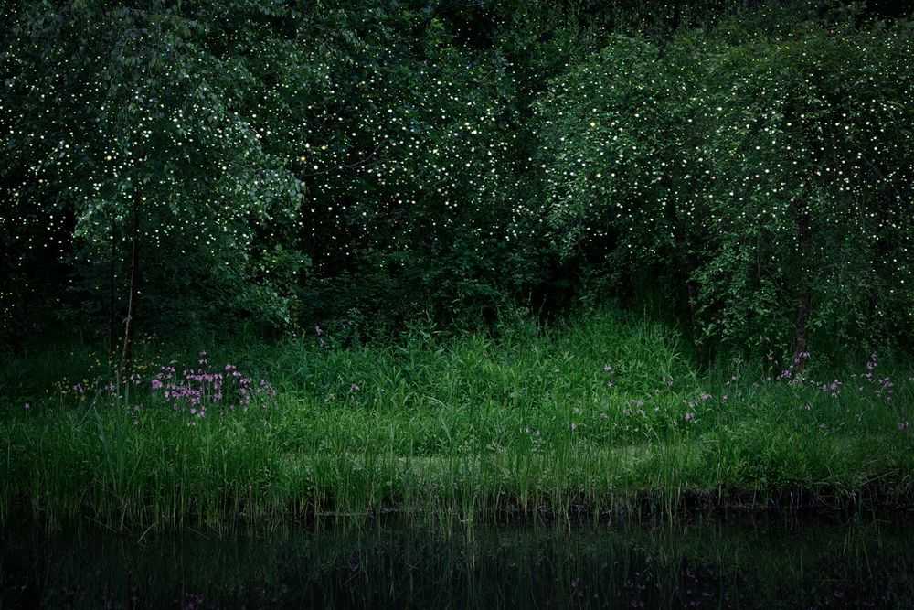 Ellie Davies, ‘Stars 6 (Small)’, 2014, Print, C-Type Lightjet Print, null,