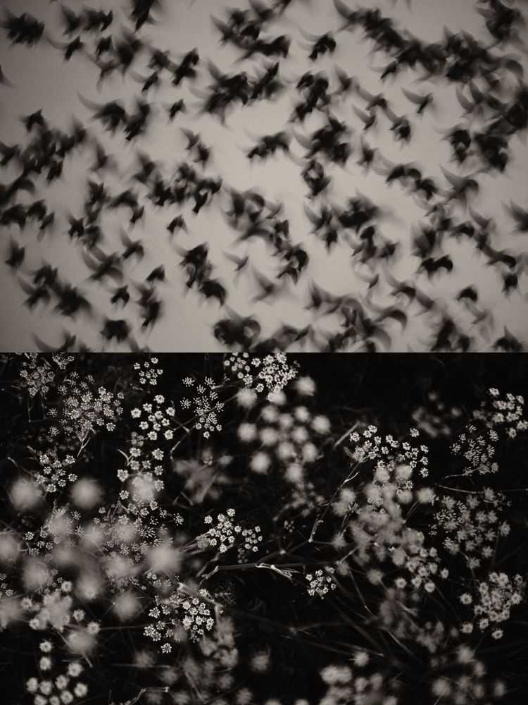 Jaume Llorens Bach, ‘Gaia Diptych 45 (Small)’, 2023, Print, Black And White Print, null, Numbered