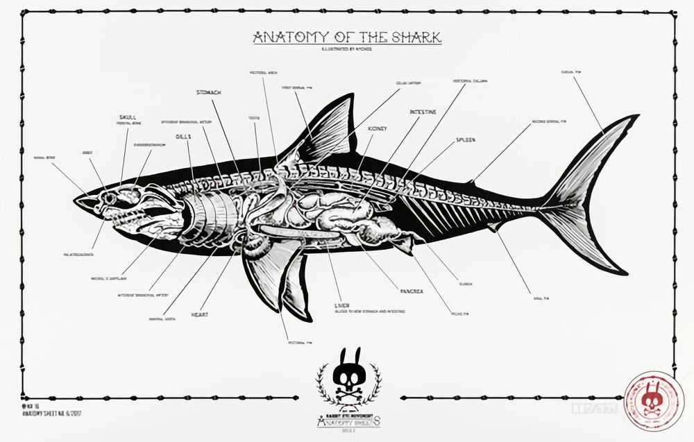 Nychos, ‘Anatomy Of The Shark: Anatomy Sheet No. 16 (First Edition)’, 2017, Print, Screen Print, Rabbiteye Movement, Numbered