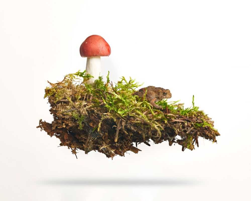Peter Andrew Lusztyk, ‘Russula Mushroom with Toad (Extra Large)’, 2023, Print, Digital C-Print / Archival Pigment Print, null,