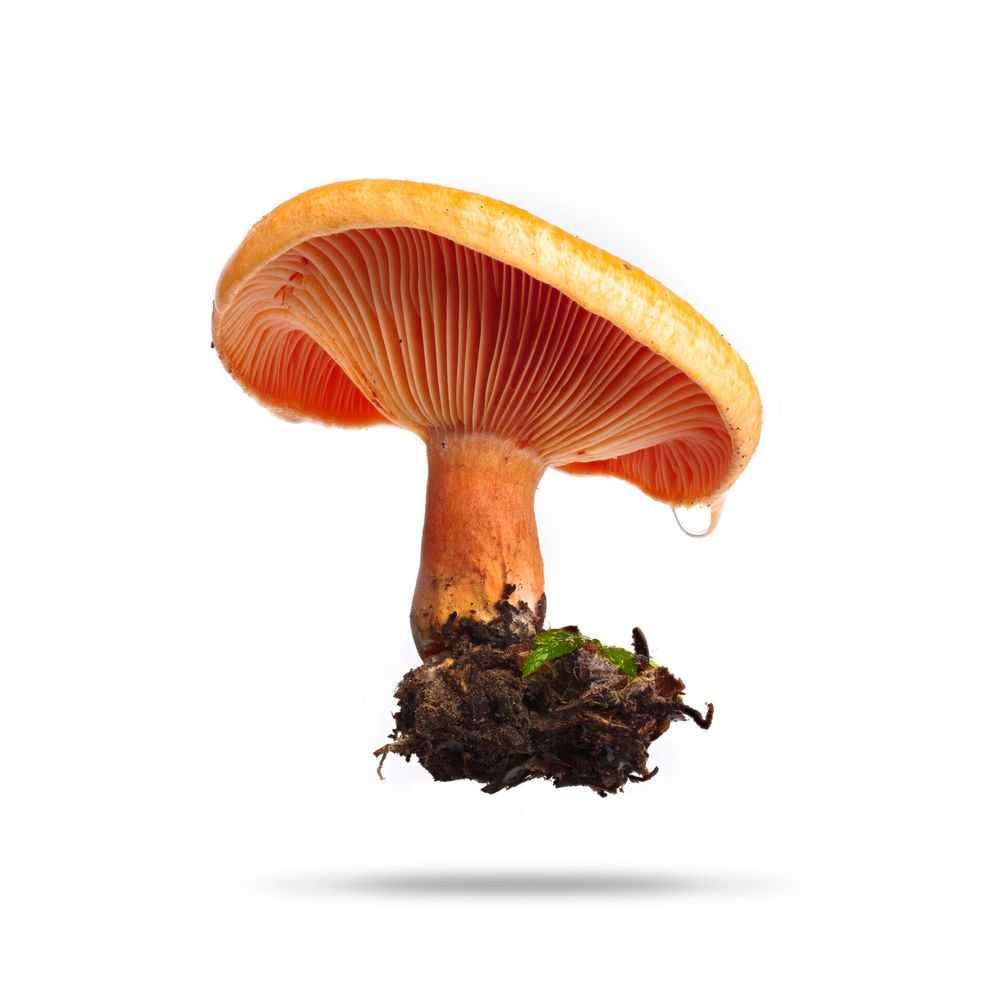 Peter Andrew Lusztyk, ‘Saffron Milk Cap (edible) (Extra Large)’, 2023, Print, Digital C-Print / Archival Pigment Print, null,