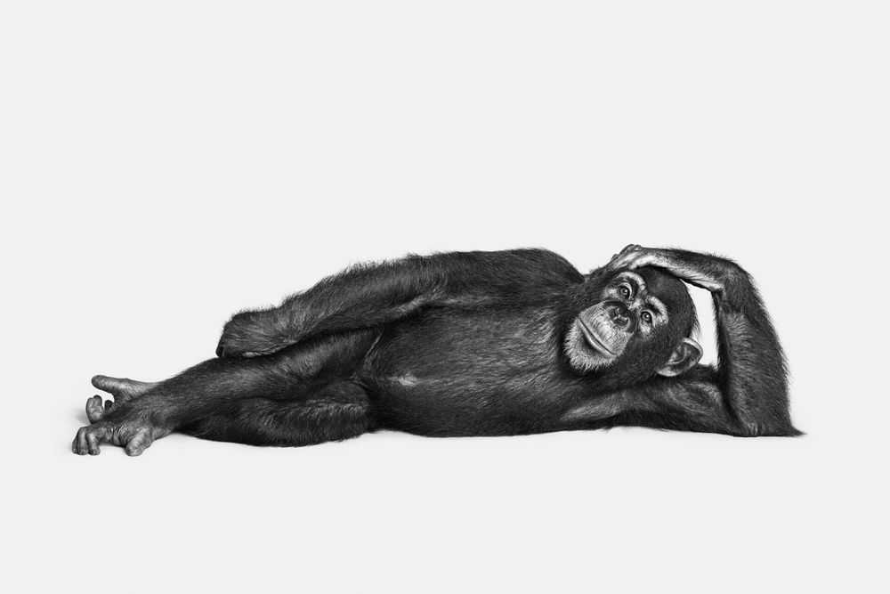 Randal Ford, ‘Chimpanzee No. 2 (BW) (Medium)’, 2018, Print, Digital C-Print on Archival Photographic Paper, null,