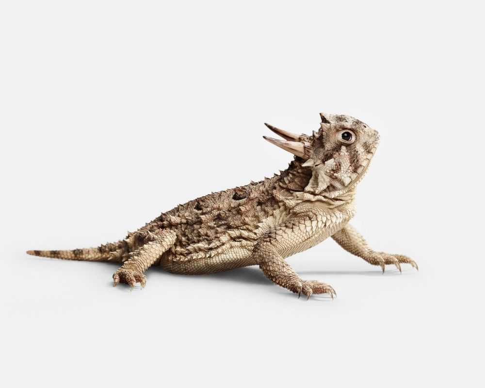 Randal Ford, ‘Horned Lizard No. 1 (Small)’, 2018, Print, Digital C-Print on Archival Photographic Paper, null,