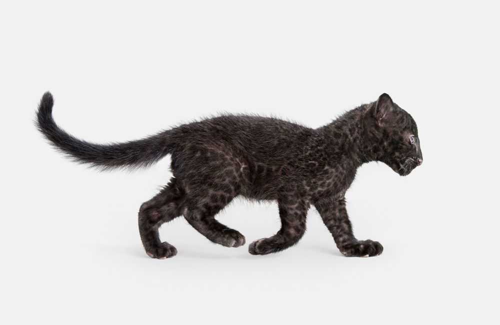 Randal Ford, ‘Leopard Cub (Medium)’, 2018, Print, Digital C-Print on Archival Photographic Paper, null,