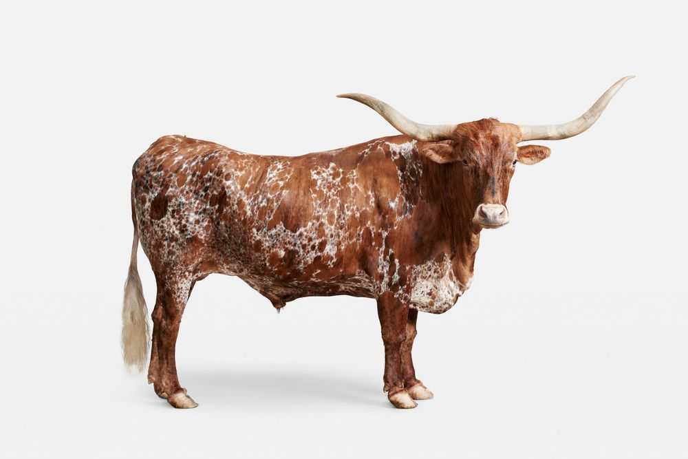 Randal Ford, ‘Longhorn No. 6 (Large)’, 2018, Print, Digital C-Print on Archival Photographic Paper, null,