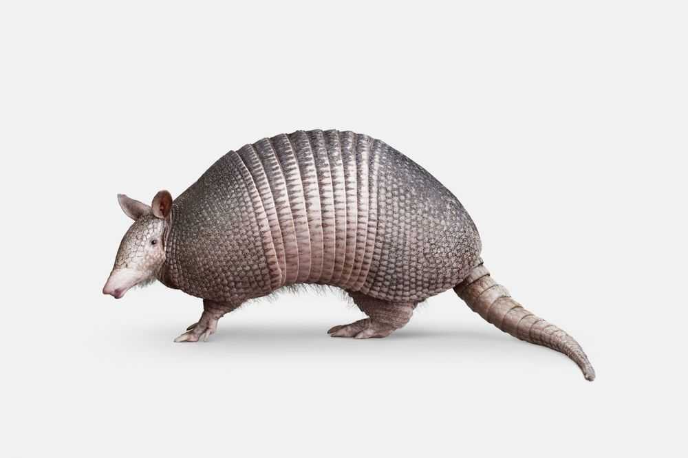 Randal Ford, ‘Nine Banded Armadillo (Large)’, 2018, Print, Digital C-Print on Archival Photographic Paper, null,