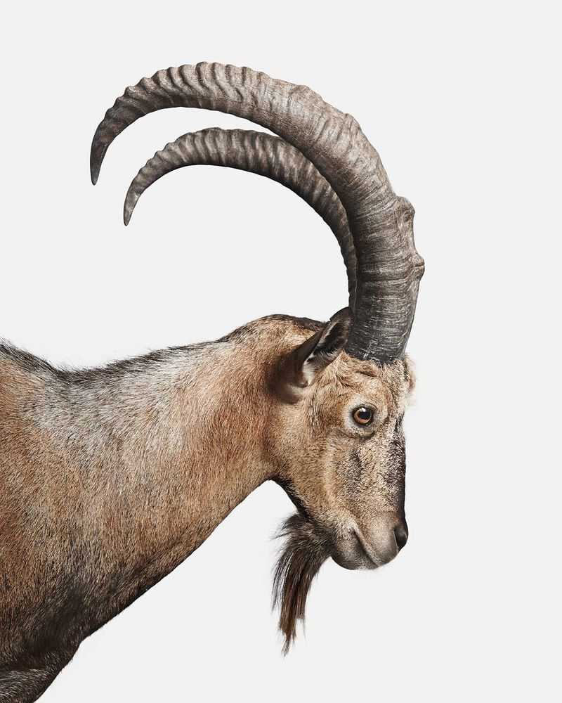 Randal Ford, ‘Persian Ibex No. 1 (Small)’, 2018, Print, Digital C-Print on Archival Photographic Paper, null,
