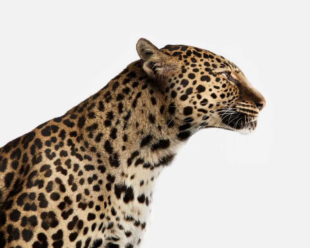 Randal Ford, ‘Spotted Leopard No. 1 (Large)’, 2018, Print, Digital C-Print on Archival Photographic Paper, null,