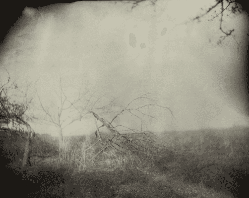 Sally Mann, ‘Georgia Untitled (Little Branch)’, 1996, Print, Tea-toned silver gelatin print, null,