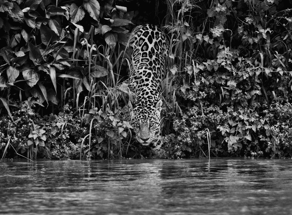 Sebastião Salgado, ‘A Jaguar (Panthera Onca), National Park, Pantanal, Mato Grosso, Brazil’, 2011, Print, Platinium-palladium print on Arches Aquarelle paper., null,