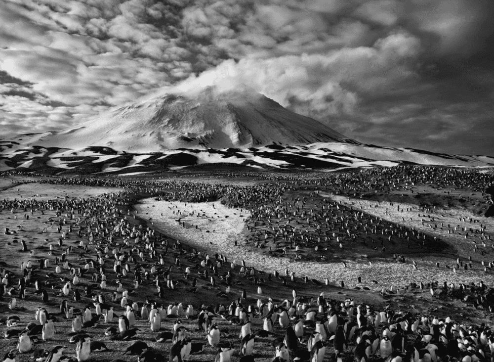 Sebastião Salgado, ‘Chinstrap Penguins and Macaroni Penguins, South Sandwich Islands’, 2009, Print, Platinium-palladium print on Arches Aquarelle paper., null,