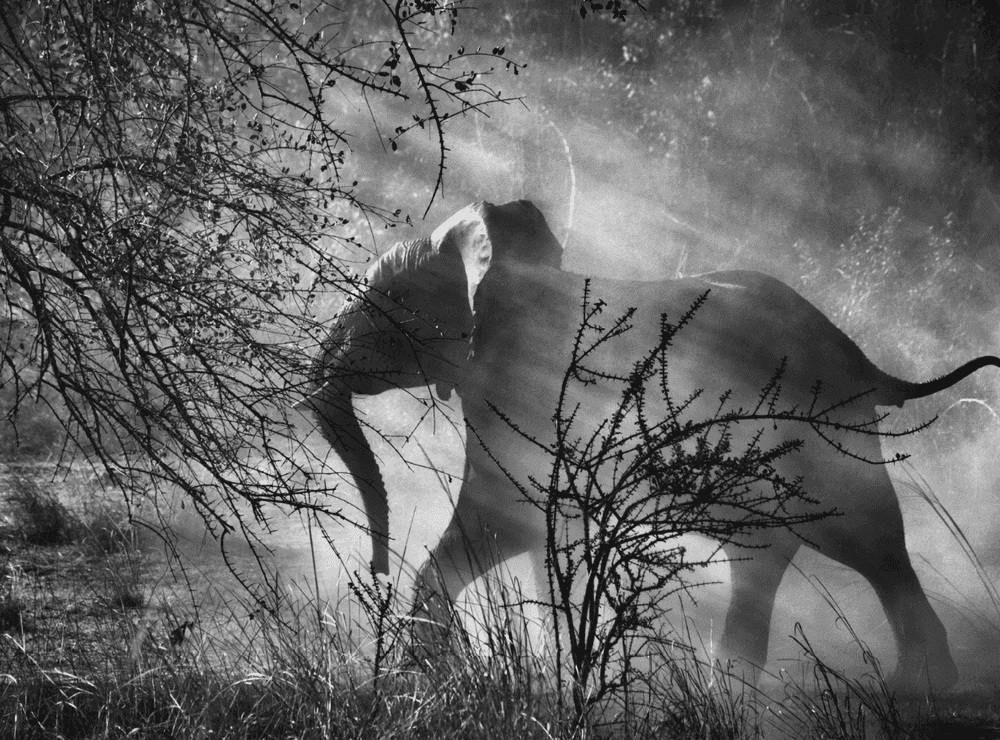Sebastião Salgado, ‘Kafue National Park, Zambia’, 2010, Print, Platinum-Palladium Print, null, Dated