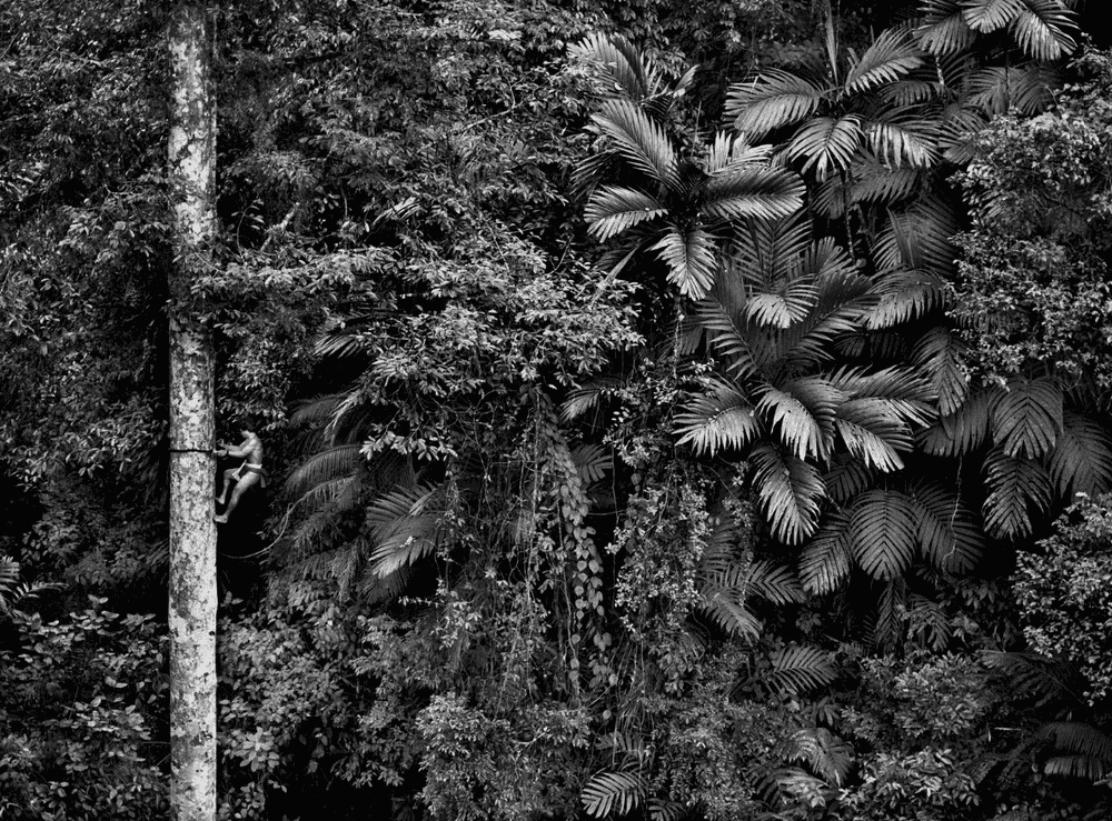 Sebastião Salgado, ‘Shaman Mentawai Climbing a Gigantic Tree, Siberut Island, West Sumatra, Indonesia’, 2008, Print, Platinum-palladium print, null,