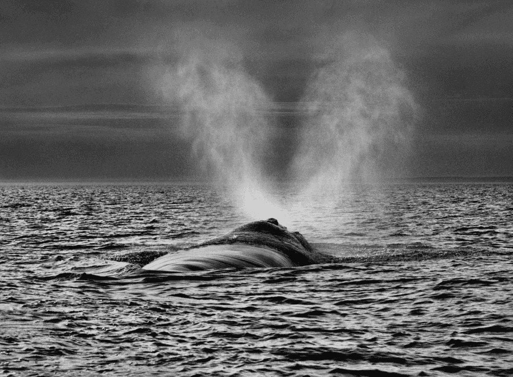 Sebastião Salgado, ‘The Southern Right Whale has two Separate Blow Holes’, 2004, Print, Platinium-palladium print on Arches Aquarelle paper., null,