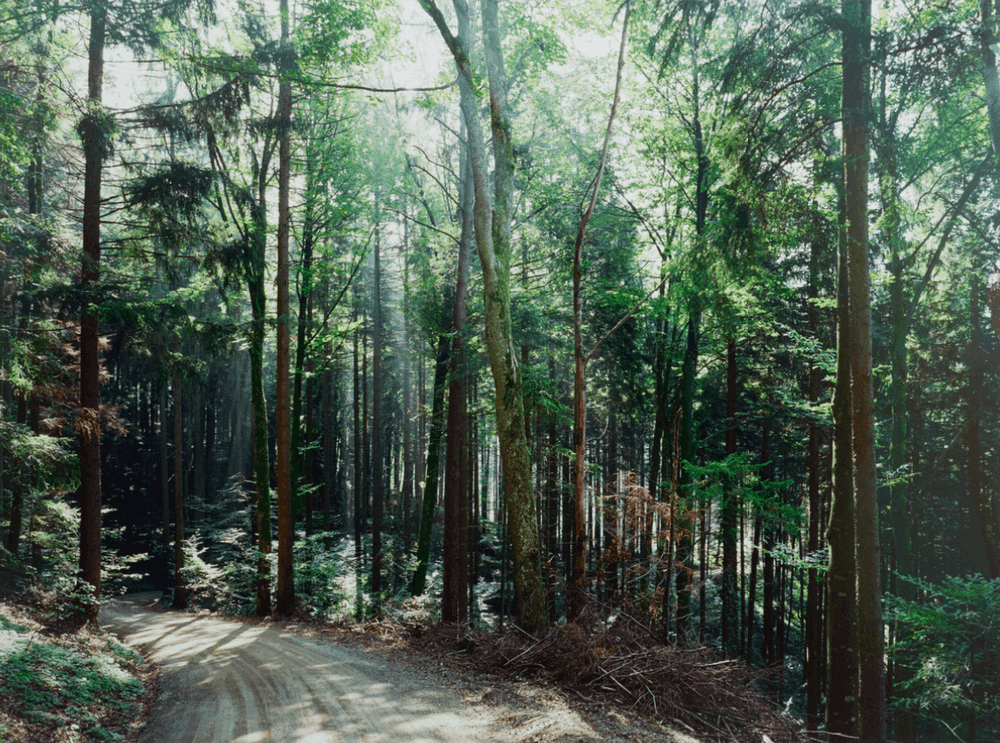 Thomas Struth, ‘Großes Waldstück mit Sonne – N° 14, Winterthur’, 1992, Print, Inkjet print, null,