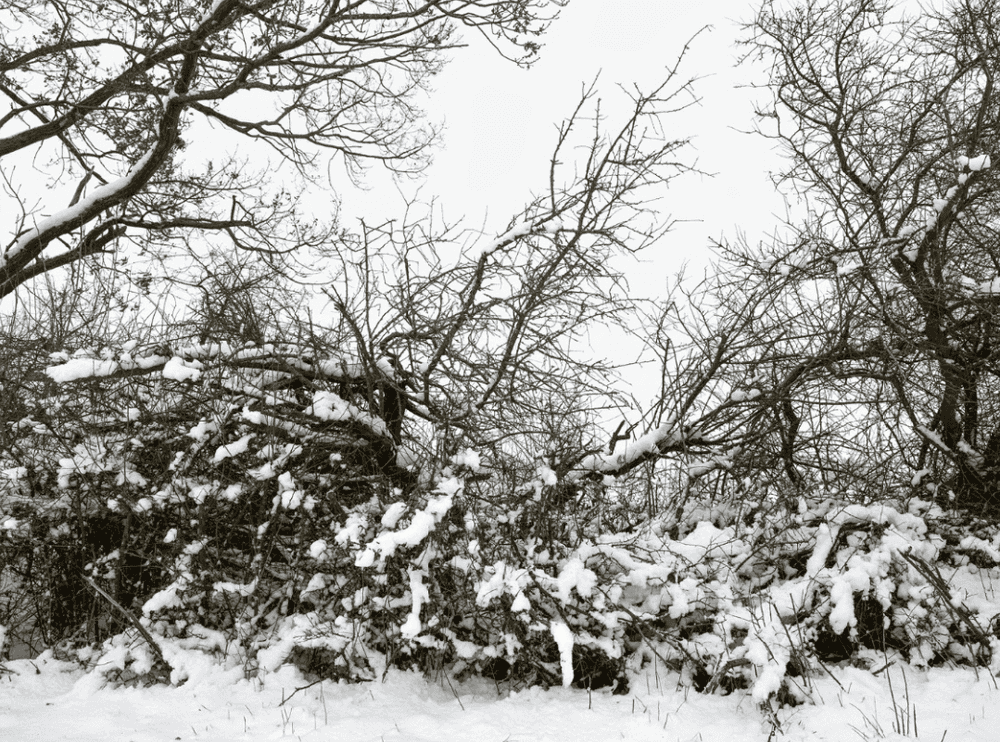 Thomas Struth, ‘Hecke, Feldberger Seenlandschaft 2021’, 2024, Print, Inkjet print, null,