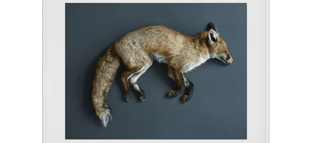 Thomas Struth, ‘Rotfuchs (Vulpes vulpes), Leibniz IZW, Berlin’, 2017, Print, Inkjet print, null,