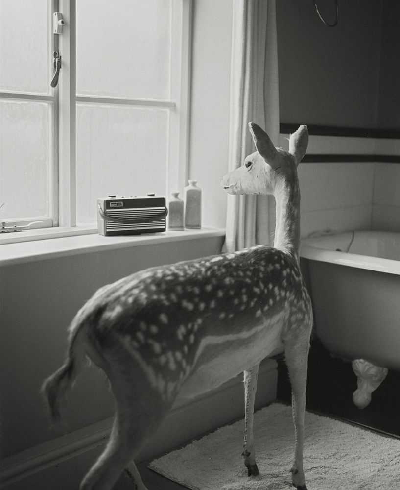 Vikram Kushwah, ‘Deer in the Bathroom (Medium)’, 2014, Print, Hahnemühle Photorag fine art cotton paper., null, Numbered