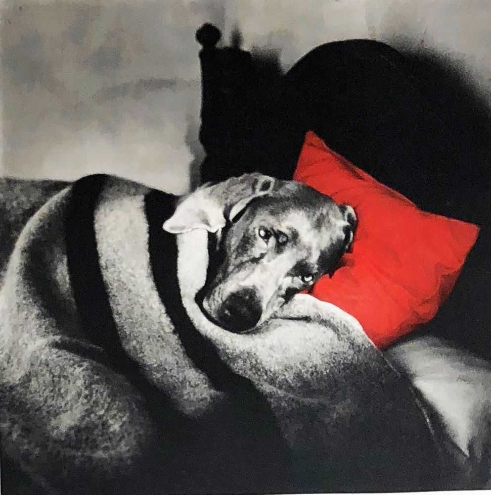 Wiliam Wegman, ‘Cinderella Sleeping’, 1994, Print, Photo etching with aquatint on Fabiano Tiepolo paper, null,
