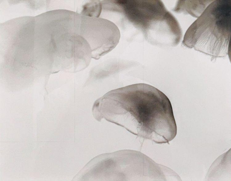 Untitled (Jellyfish)