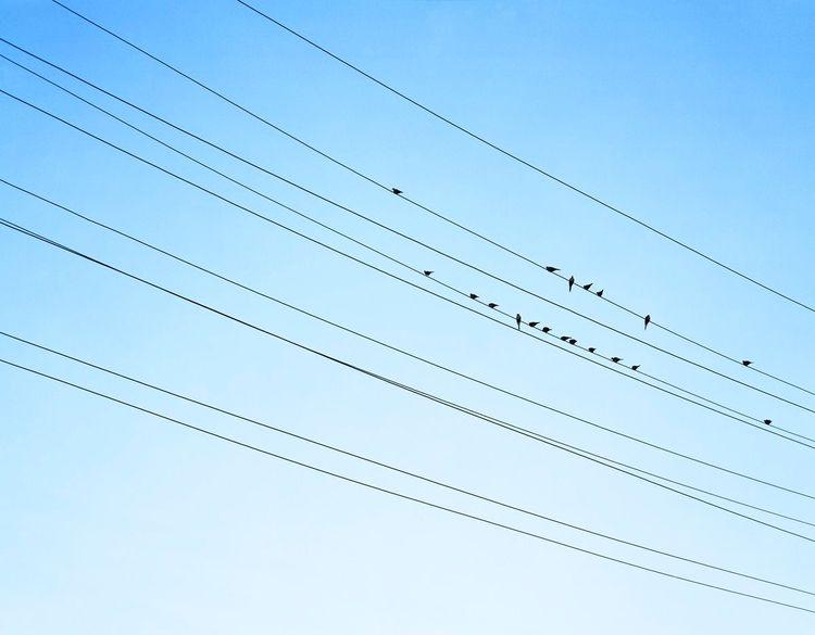Resting Birds (Large)