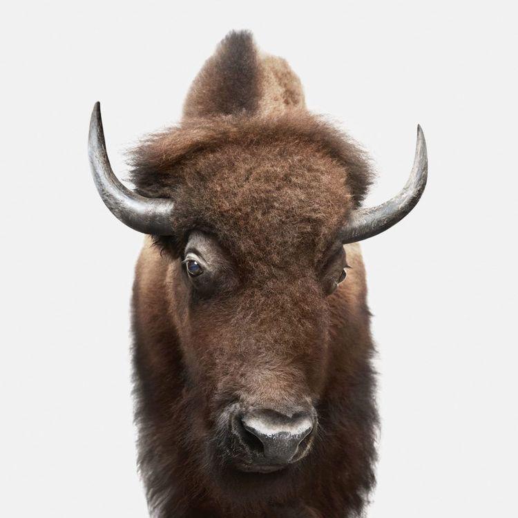 American Buffalo (Medium)