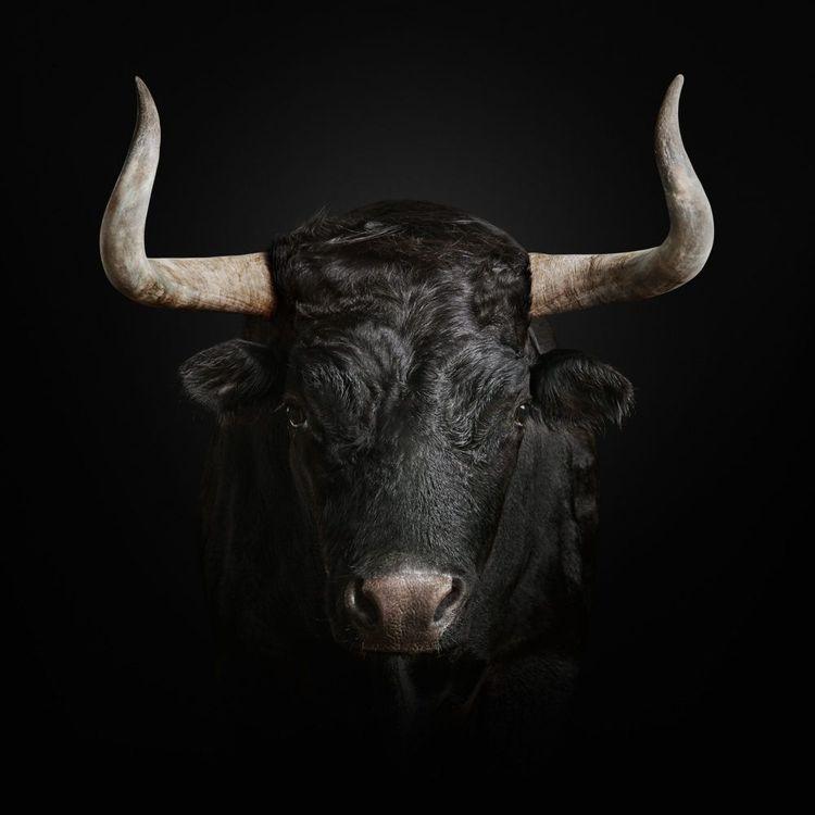 Toro Bravo (Small)