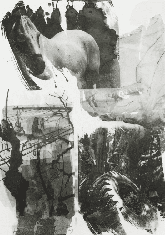 Horse Silk from the Night Sights Series