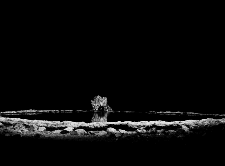 A Leopard (Panthera pardus) in the Barab River Valley, Damaraland, Namibia