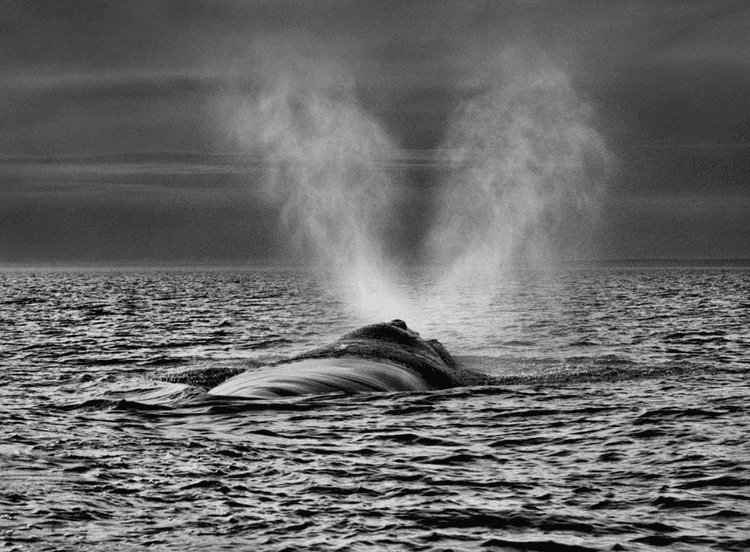 The Southern Right Whale has two Separate Blow Holes